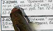 Барбусы суматранские читают - нажмите, чтобы увидеть картинку целиком