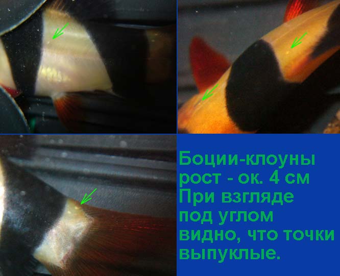 Апрель 2005